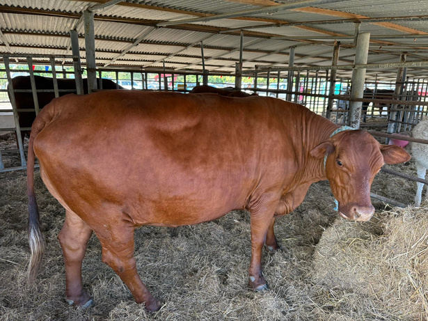 A large brown Senepol bull in a pen at the Agricultural Fair.